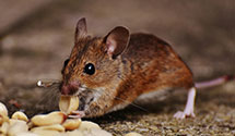 24 Hour & Emergency Exterminators in Saint Davids Church, VA